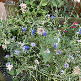 Backyard flowers, which we picked to press/dry for our coasters
