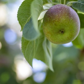 Brooksby Farm - Pick Your Own Farms Near Me - Peabody, Massachusetts