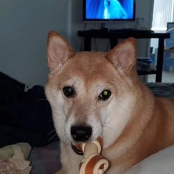 Pet Supermarket - This is my Shiba Inu and I just bought her a toy last week from the store and she loves it!!!!