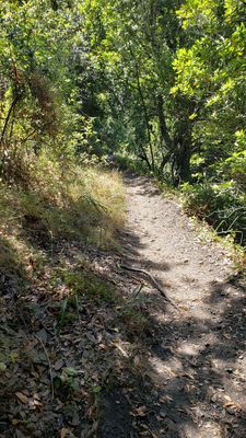 Salmon Creek Falls by null