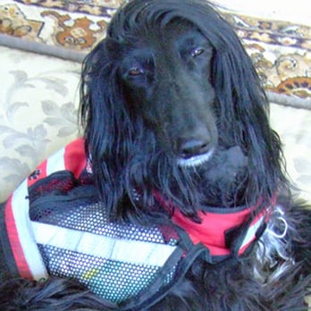 Foundation Realty Group - Angel, wearing her vest with patches that say, "I am a service dog." - Property Management Near Me - Philadelphia, Pennsylvania Foundation Realty Group - Angel, wearing her vest with patches that say, "I am a service dog." - Property Management Near Me - Philadelphia, Pennsylvania