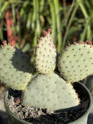 Armstrong Garden Centers 56 Photos 66 Reviews Nurseries Gardening 27401 Ynez Temecula Ca United States Phone Number Yelp Armstrong Garden Centers 56 Photos, Armstrong Nursery Temecula