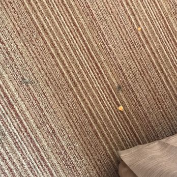 Courtyard by Marriott Springfield Downtown - Stains & food, joined by a few fingernail clippings. - Hotels Near Me - Springfield, Ohio