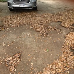 Bluewater Vacation Rentals & Real Estate - Atlantic Beach - Piles of leaves everywhere