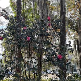 Camellia in January