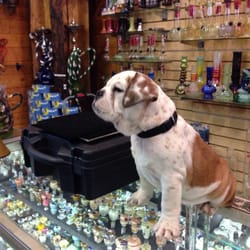 Get Hi Gallery - Shop dog, holding it down.