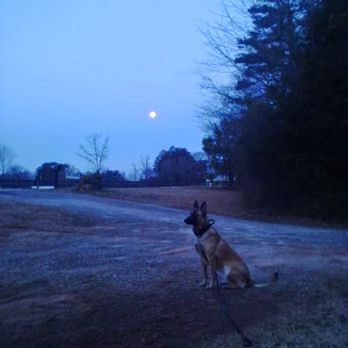 Blue Collar K9s - Pet Training Near Me Blue Collar K9s - Pet Training Near Me