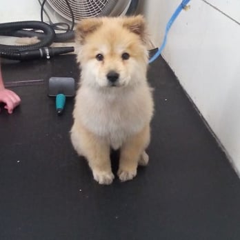 Route 66 Pet Salon - Khloe's after picture - Pet Boarding Near Me - Albuquerque, New Mexico Route 66 Pet Salon - Khloe's after picture - Pet Boarding Near Me - Albuquerque, New Mexico