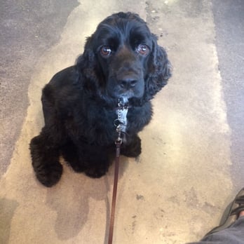 Dog Gone Gorgeous - Pet Groomers Near Me - Bellingham, Washington Dog Gone Gorgeous - Pet Groomers Near Me - Bellingham, Washington