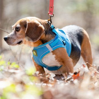 4 Pets' Sake Pet Care - Dog Walkers Near Me 4 Pets' Sake Pet Care - Dog Walkers Near Me