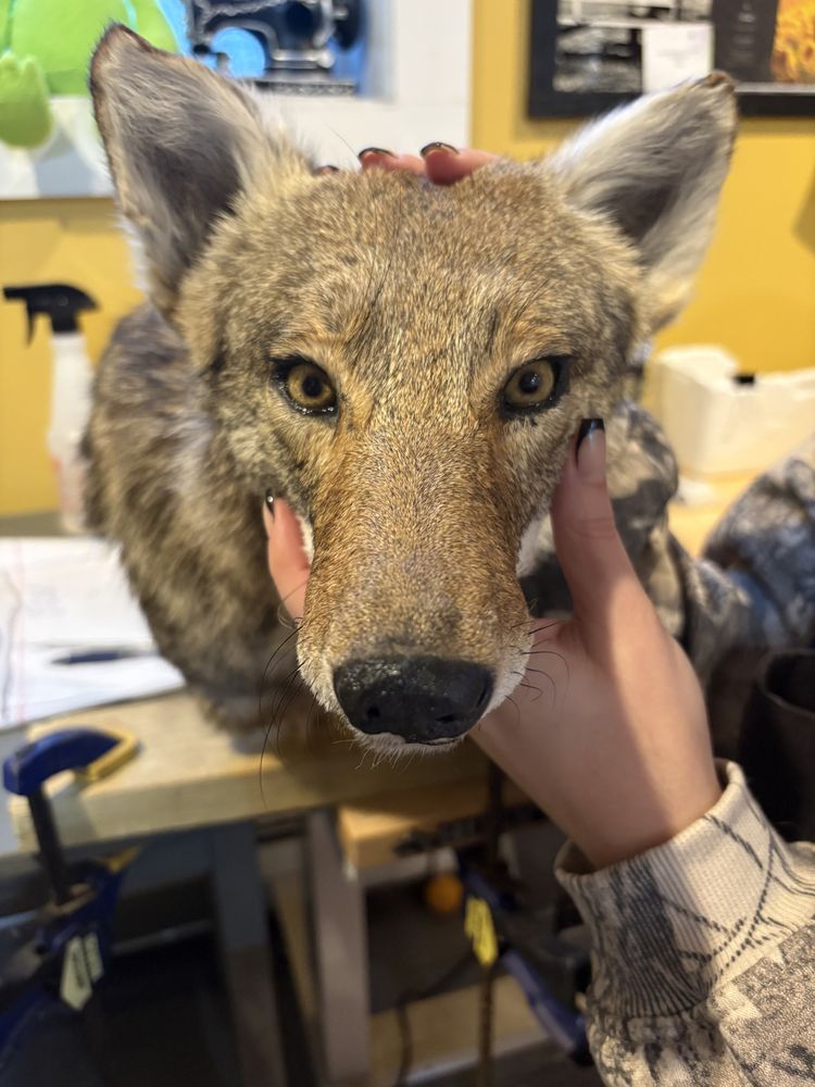 Montague Taxidermy - taxidermy in Turners Falls, MA