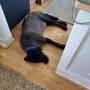 Photo of Cortez Animal Bed and Breakfest