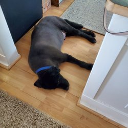 Cortez Animal Bed and Breakfest - Newfoundland? That's 1 inch off???