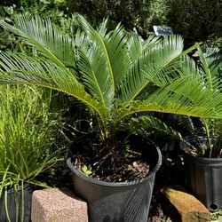 Rodriguez Nursery