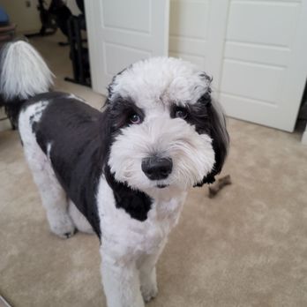 Dog Beauty Salon - Penelope after her groom this month. - Pet Groomers Near Me Dog Beauty Salon - Penelope after her groom this month. - Pet Groomers Near Me