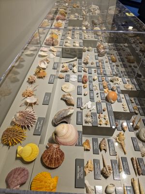 Lyman Museum by null