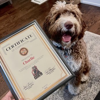 GIK9 - Pet Training Near Me