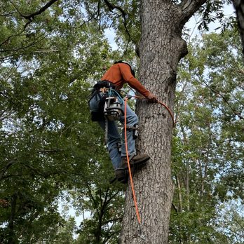 Hill Tree - Tree Services Near Me Hill Tree - Tree Services Near Me