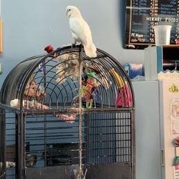 The bird who gave us better customer service than the human who ignored us!! The bird who gave us better customer service than the human who ignored us!!
