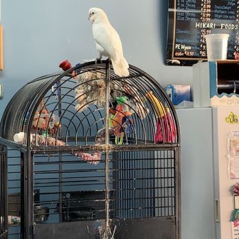 Neptune's Tropical Fish - The bird who gave us better customer service than the human who ignored us!! - Local Fish Stores Near Me - Highlands Ranch, Colorado Neptune's Tropical Fish - The bird who gave us better customer service than the human who ignored us!! - Local Fish Stores Near Me - Highlands Ranch, Colorado