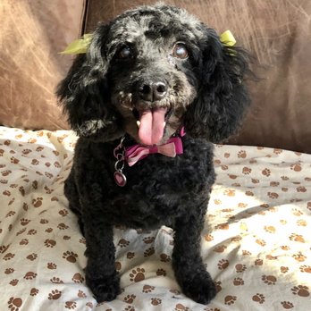 Pups and Tubs - She's so happy! Fresh cut from Pups and Tubs - Pet Groomers Near Me - Atlanta, Georgia Pups and Tubs - She's so happy! Fresh cut from Pups and Tubs - Pet Groomers Near Me - Atlanta, Georgia