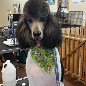 Groomed To Perfection - This is Jasper - Pet Groomers Near Me - Blue Ridge, Georgia Groomed To Perfection - This is Jasper - Pet Groomers Near Me - Blue Ridge, Georgia