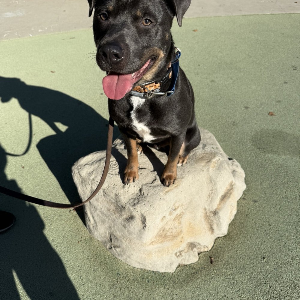 CANIS - Behavior and Training - Place - Pet Training Near Me - Tarzana, California
