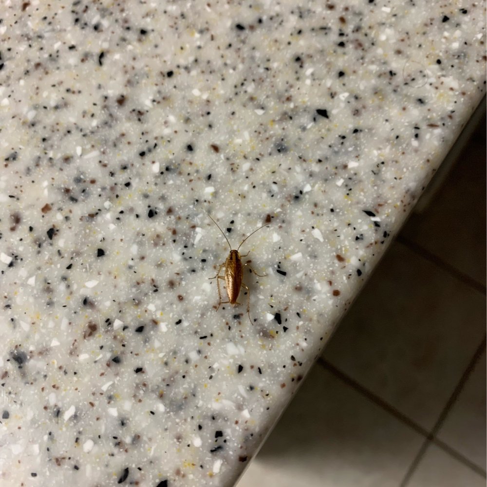 Carolina Beach Realty - Kitchen roaches - Vacation Rentals Near Me - Carolina Beach, North Carolina Carolina Beach Realty - Kitchen roaches - Vacation Rentals Near Me - Carolina Beach, North Carolina