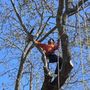 Photo of C&A Tree & Lawn Service