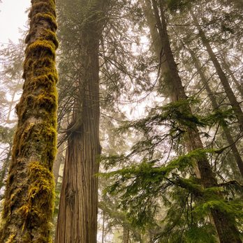 Evergreen Escapes - View on a hike. - Tours Near Me - Seattle, Washington