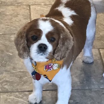 The Fairy Dogmother - Newly-groomed Bella! - Pet Groomers Near Me The Fairy Dogmother - Newly-groomed Bella! - Pet Groomers Near Me