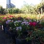 Photo of Vivero la Central