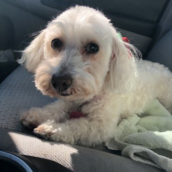 Cute & Cuddly Grooming - Pet Groomers Near Me - Sacramento, California