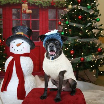 Upland Animal Shelter - Christmas 2016 - Animal Shelters Near Me - Upland, California
