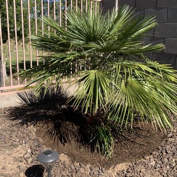 Moon Valley Nurseries - Mediterranean Palm - Nurseries & Gardening Near Me - Avondale, Arizona
