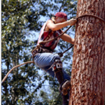 Delchester Tree Service - Tree Services Near Me - West Chester, Pennsylvania Delchester Tree Service - Tree Services Near Me - West Chester, Pennsylvania