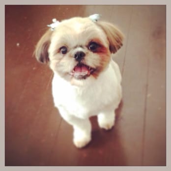 New Breeze Dog Salon - Thank you Rie-san :) - Pet Groomers Near Me - Honolulu, Hawaii