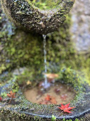 Otagi Nenbutsuji Temple by null