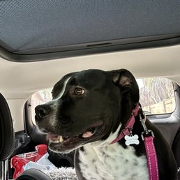 Our girl Ivy