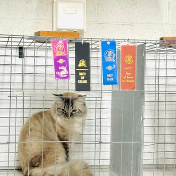 Royal Siberian Cats - Pet Breeders Near Me - Lafayette, California Royal Siberian Cats - Pet Breeders Near Me - Lafayette, California