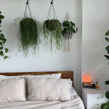 Isaac Farms - I absolutely love those hanging baskets. The fig is from a different nursery. - Nurseries & Gardening Near Me - Miami, Florida Isaac Farms - I absolutely love those hanging baskets. The fig is from a different nursery. - Nurseries & Gardening Near Me - Miami, Florida