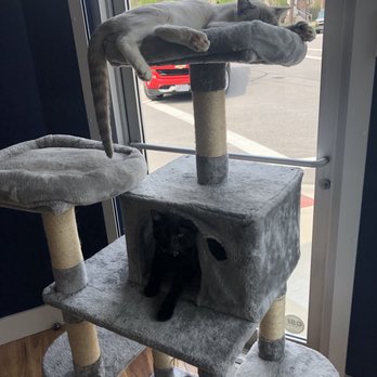 affoGATO Cat Café - More of the resident cats (the one on top has thumbs!!) - Themed Cafes Near Me - Cleveland, Ohio