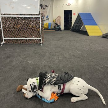 Orion Dog Training - Pet Training Near Me - San Jose, California