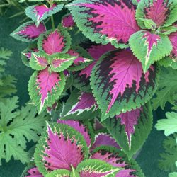 Hydro Gardens and Lights - Coleus