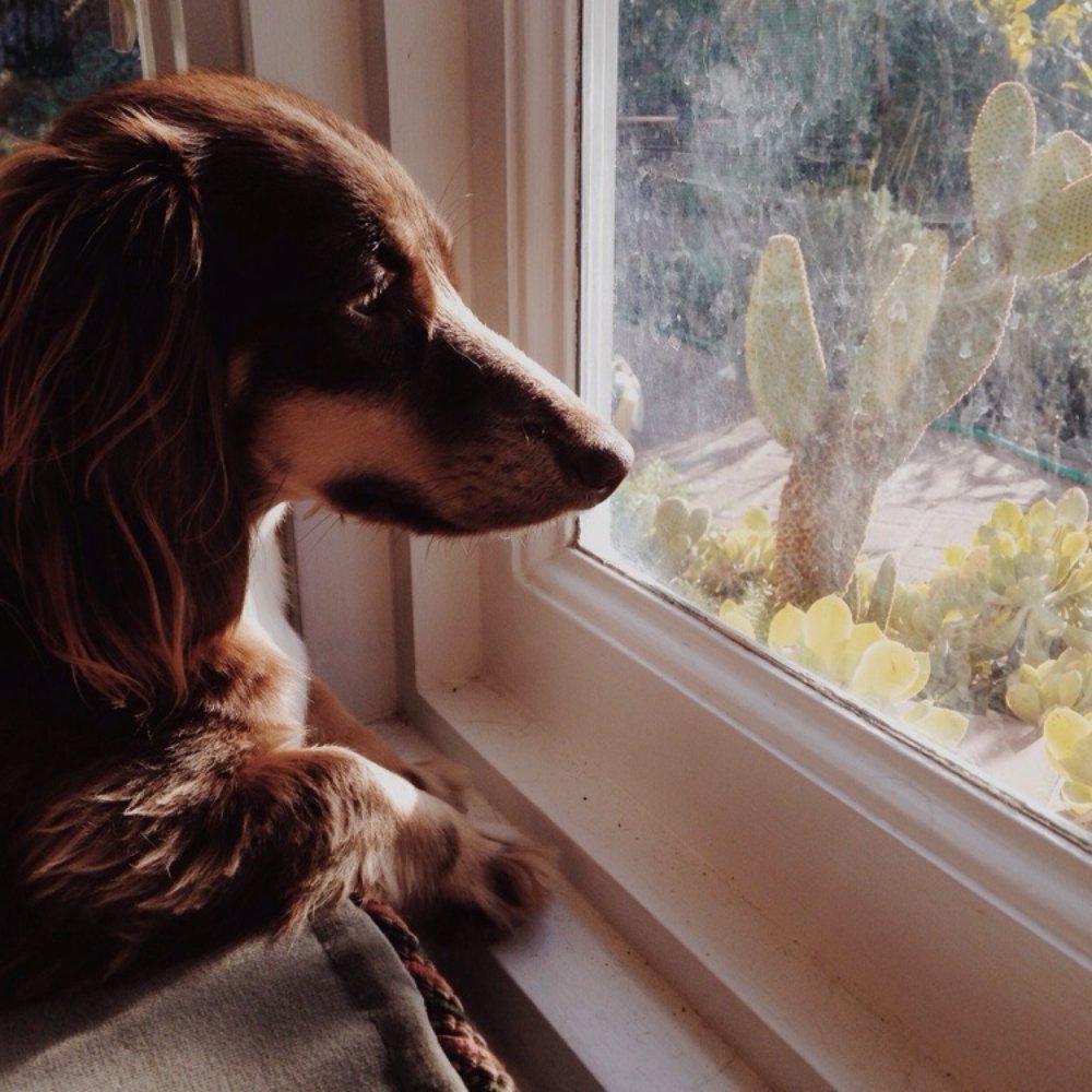 Full Circle Miniature Dachshunds - Pet Breeders Near Me Full Circle Miniature Dachshunds - Pet Breeders Near Me