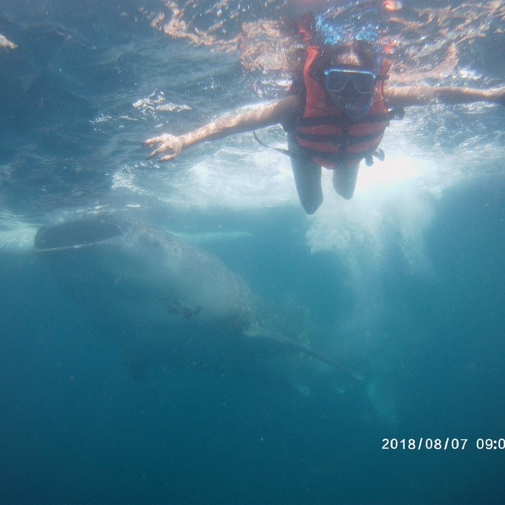 8/7/18: with whale shark 8/7/18: with whale shark