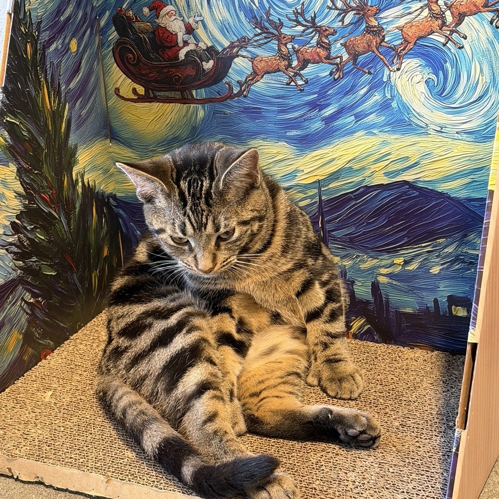 Orlando Cat Cafe - Animal Shelters Near Me - Clermont, Florida Orlando Cat Cafe - Animal Shelters Near Me - Clermont, Florida