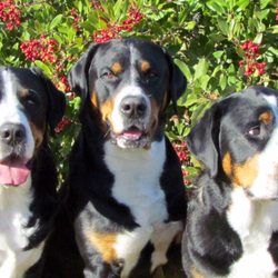 Pawsitive Dog Training