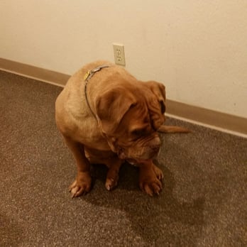 Bellingham Veterinary - Waiting anxiously for the doctor to come in - Veterinarians Near Me - Bellingham, Washington