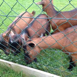 Strandcamping Valkenisse - Streichelzoo